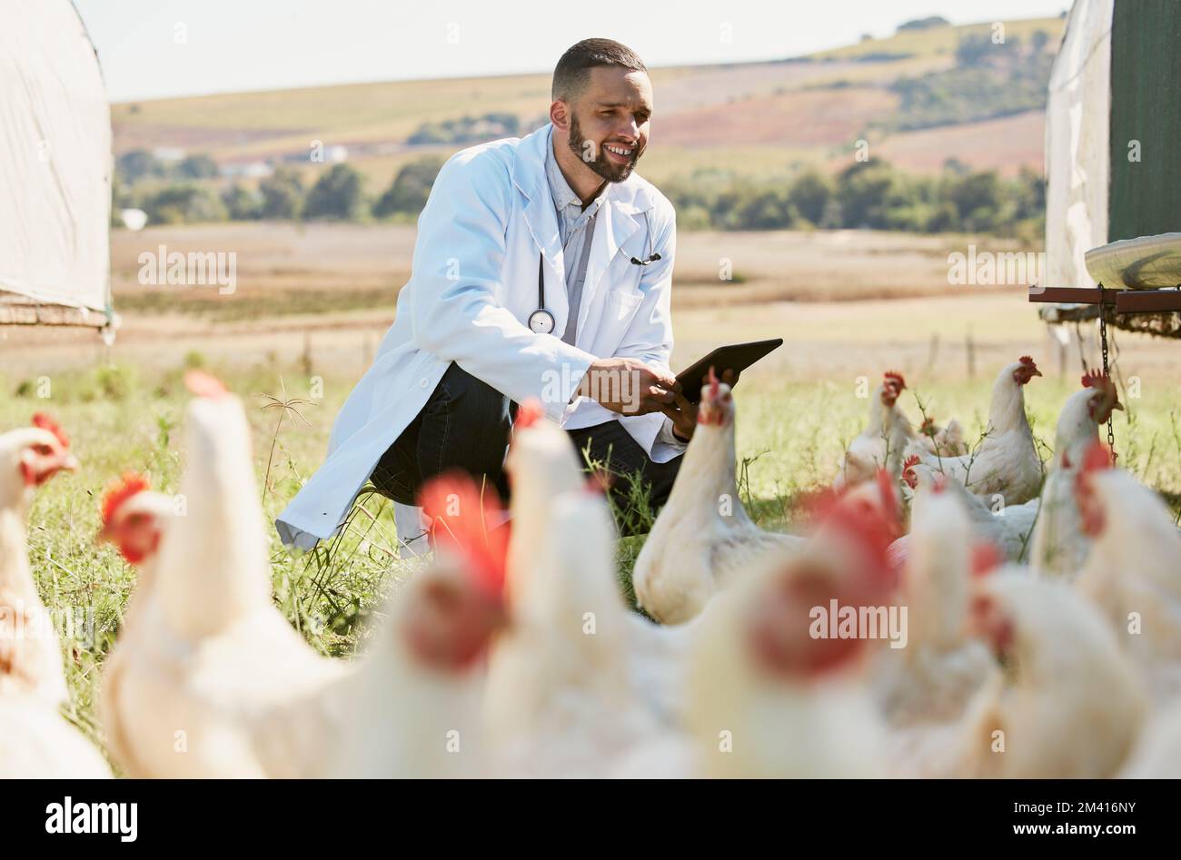 Uomo, veterinario o tablet su allevamento di pollo per il benessere sanitario, la compliance influenza aviaria o la ricerca sugli ormoni della crescita. Sorridere, felice o animali medico con Foto Stock
