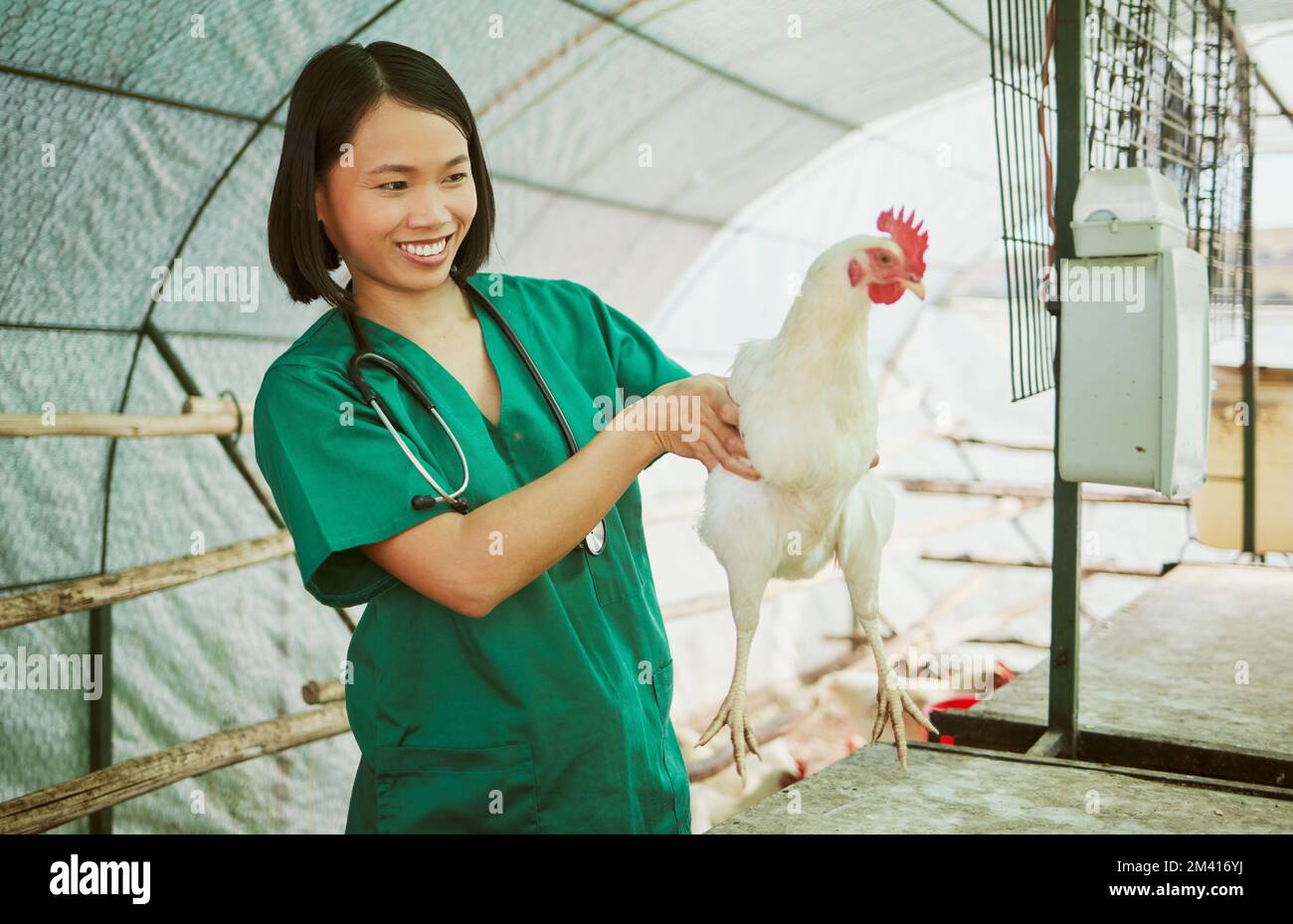 Veterinario animale, allevamento di polli e donna fare la valutazione medica, ispezione o esame di salute in casa gallina. Medico asiatico felice, pollame e benessere Foto Stock