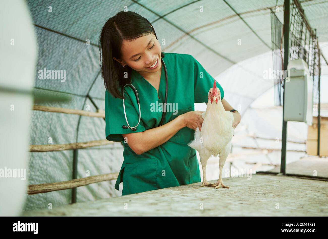 Assistenza sanitaria veterinaria, femminile e di pollo in azienda per la valutazione medica, la crescita industriale e l'analisi in casa gallina. Medico animale asiatico felice, pollame Foto Stock