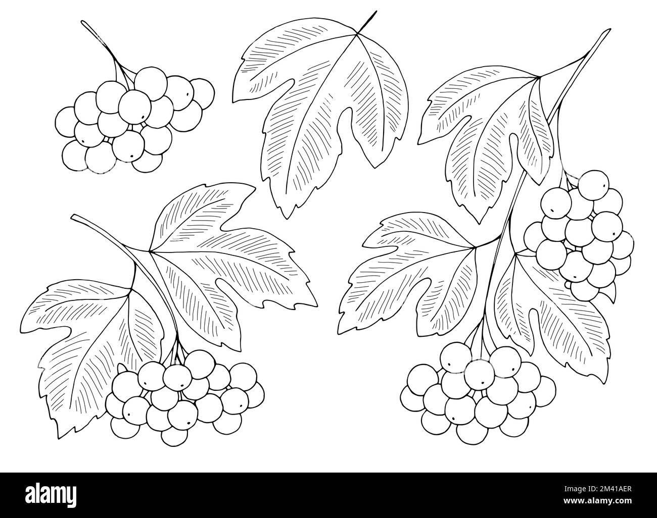 Viburnum pianta bacche grafica nero bianco isolato schizzo vettore di illustrazione Illustrazione Vettoriale