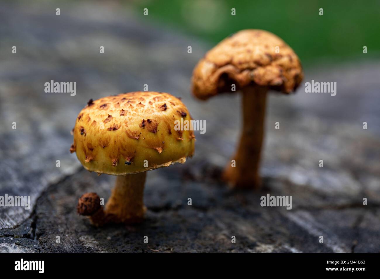 Primo piano di funghi che crescono su un ceppo di albero in decadenza Foto Stock