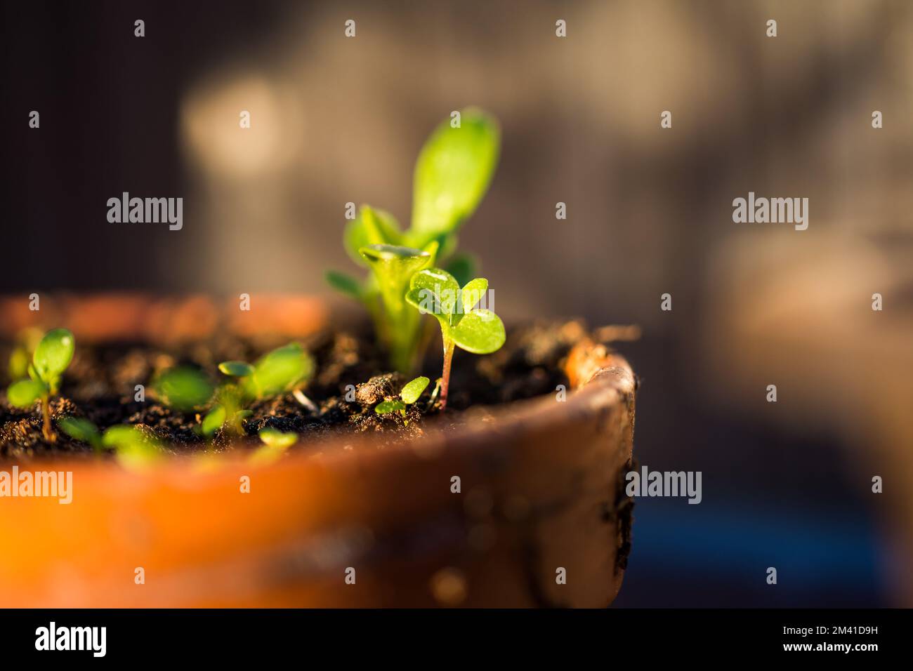 Piante verdi giovani stanno crescendo nel vaso. Foglie fresche ed eliche dal giardino Foto Stock