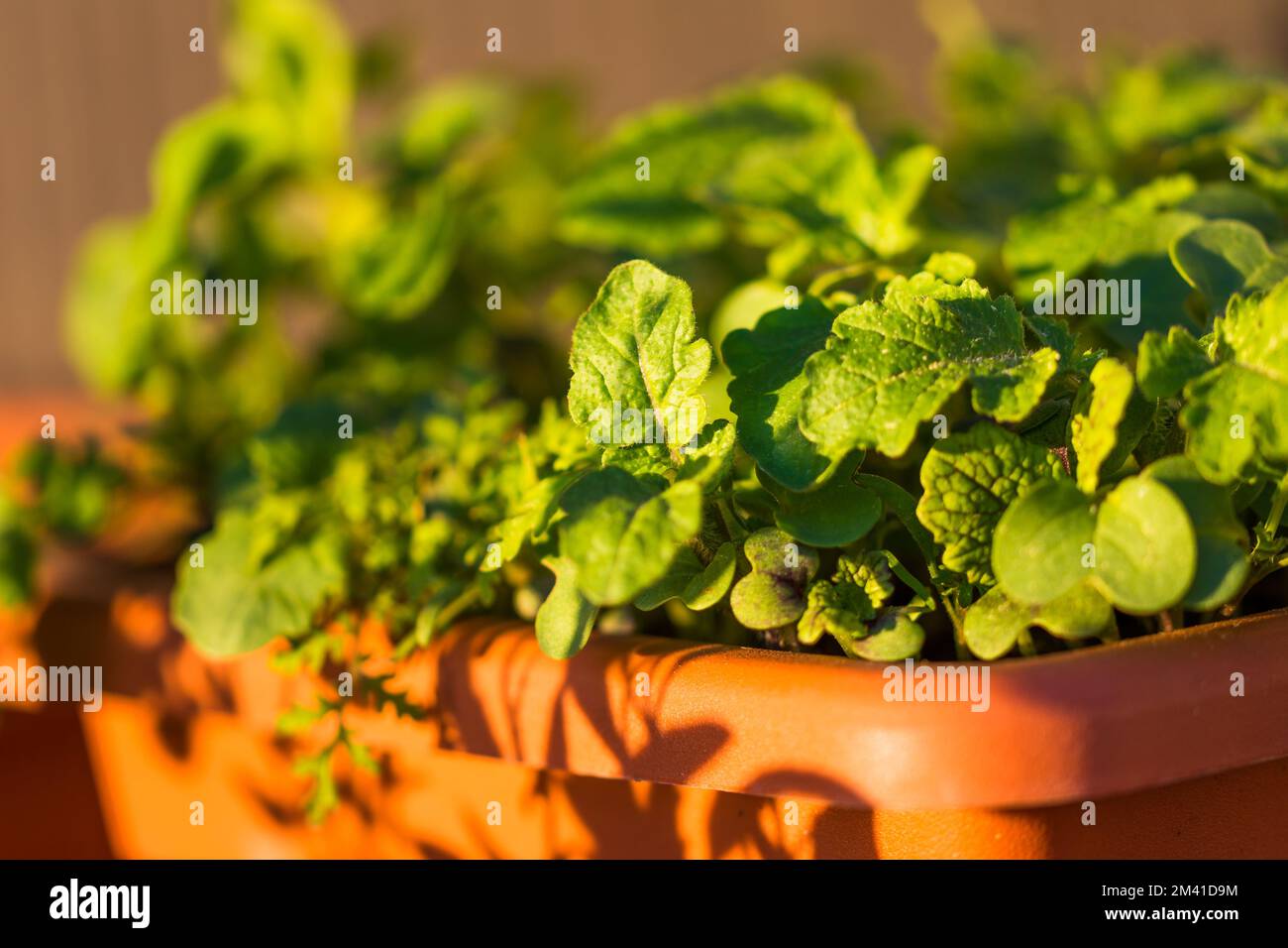 Piante verdi giovani stanno crescendo nel vaso. Foglie fresche ed eliche dal giardino Foto Stock