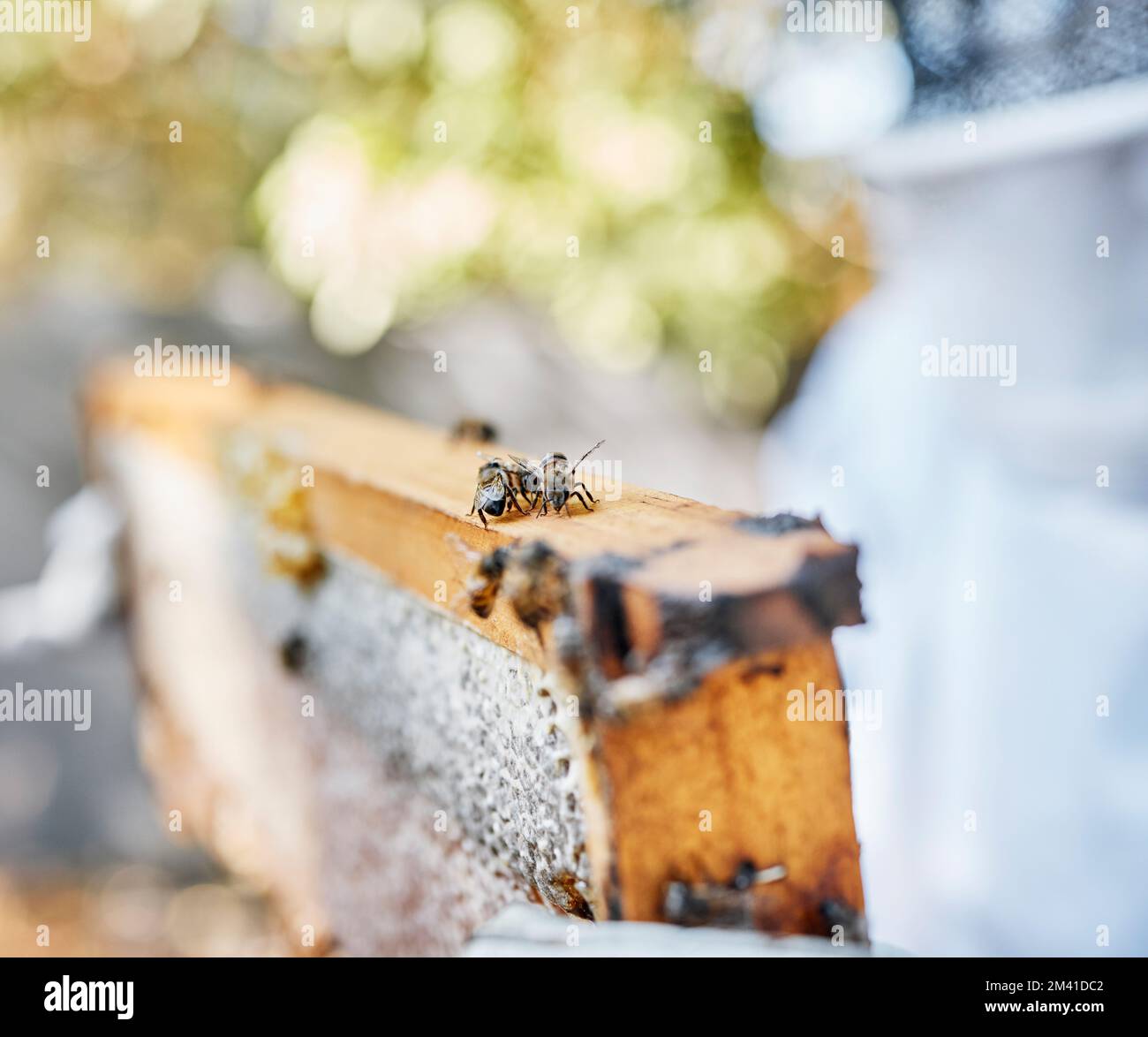 Telaio, alveare e api per apicoltura all'aperto, agricoltura e produzione di miele in campagna in estate. Nido di insetto, nido d'ape e cera d'api con Foto Stock