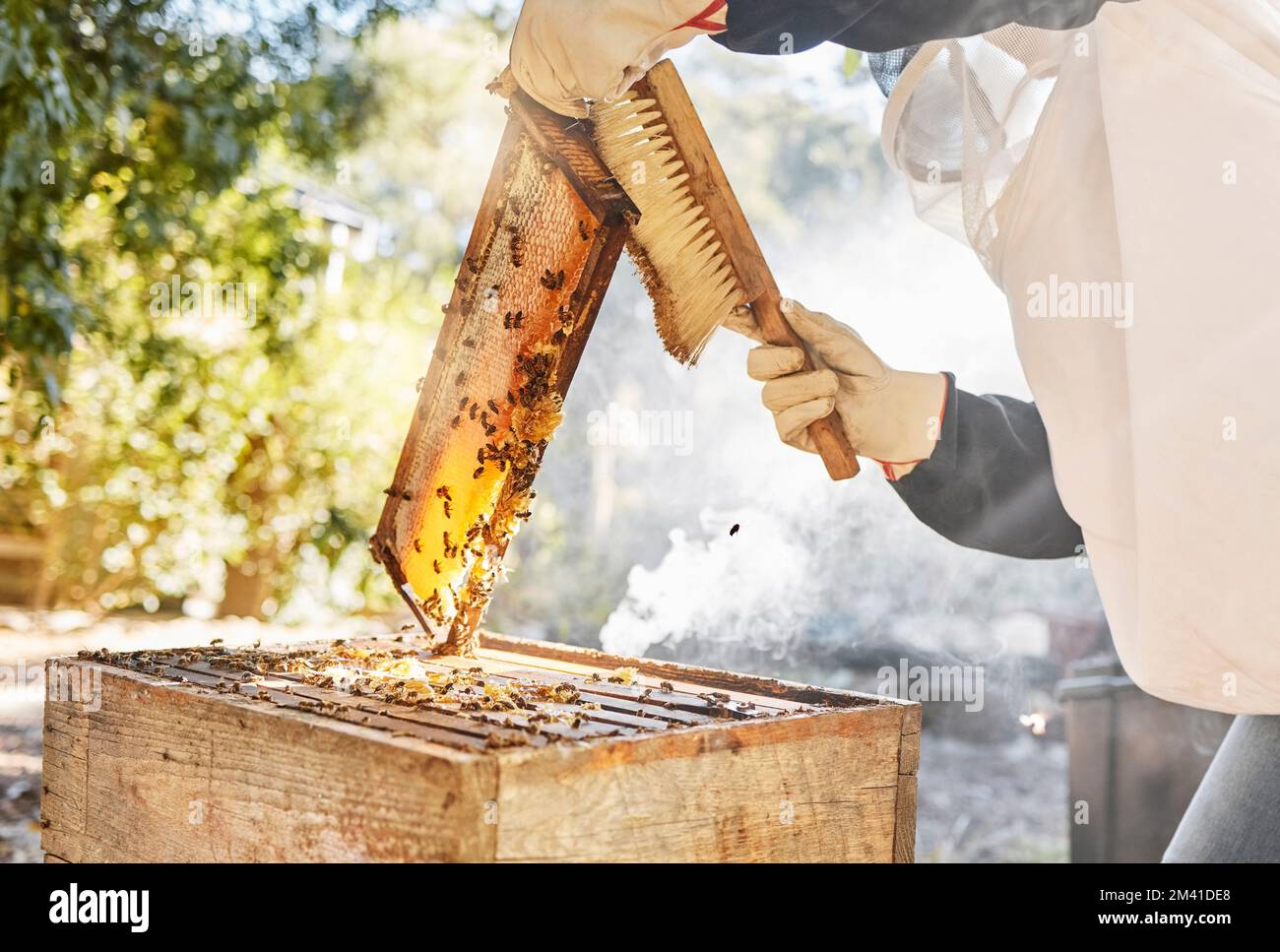Miele, produzione e apicoltore con spazzola e struttura in legno a nido d'ape mentre si lavora su un allevamento di api per la sostenibilità, l'alimentazione e il processo agricolo. Mano di Foto Stock