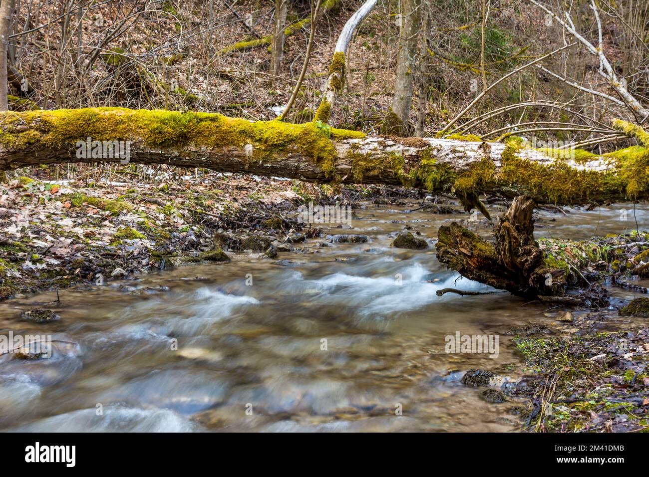 Tronco con piante crescenti sopra il piccolo fiume nella foresta. Foto Stock