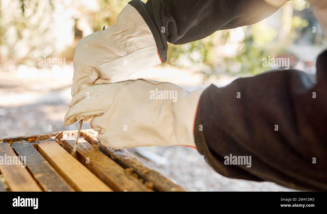 Apicoltura, scatola e mani di un apicoltore con produzione di miele, cibo sostenibile e agricoltura naturale in un giardino. Natura, sostenibilità e lavoratore Foto Stock