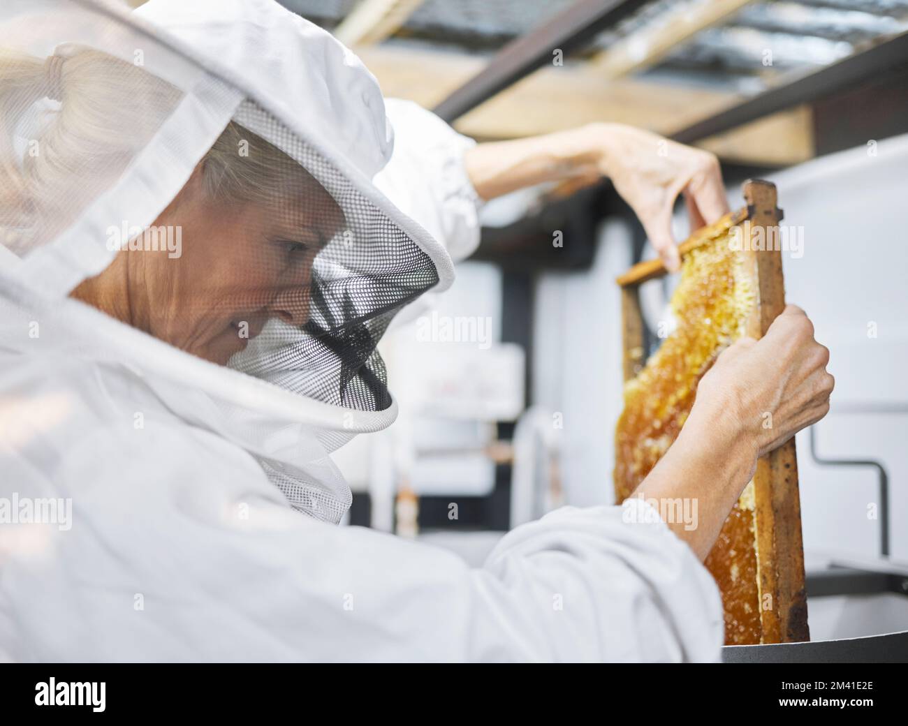 Fattoria delle api, struttura del miele e donna che mette il nido d'ape nella macchina estrattore in fabbrica. Apicoltore, produttore e agricoltore di piccola impresa femminile in Foto Stock