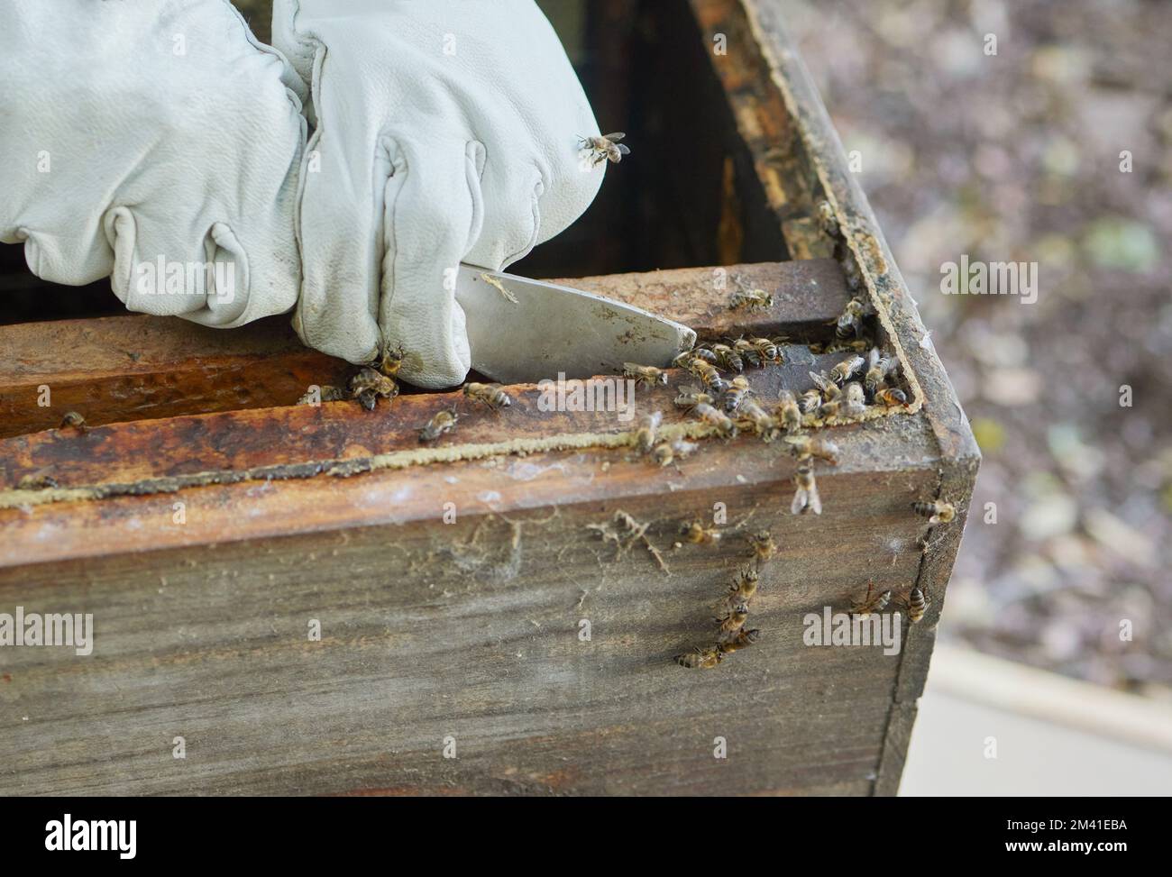 Le mani dell'apicoltore, la produzione di miele e il commercio delle api in agricoltura allevamento delle api per il nido d'ape. Lavoro, agricoltura e sostenibilità ecologica raccolto Foto Stock