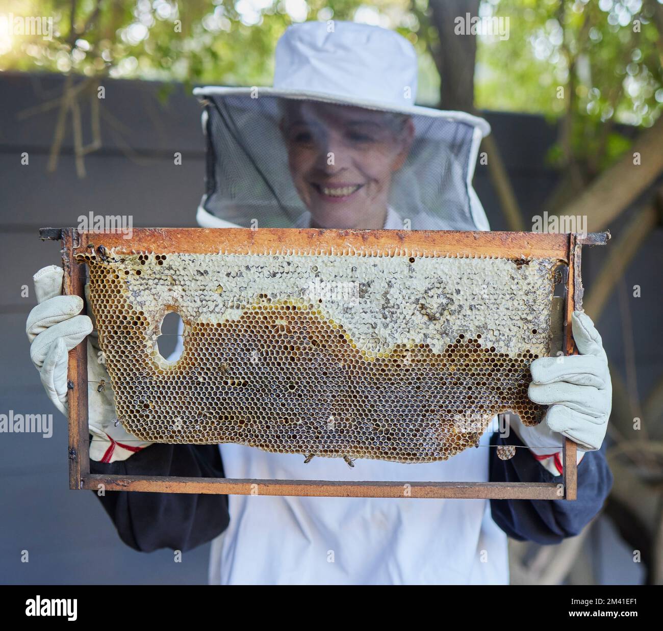 Api, donna anziana e produzione di miele di un lavoratore agricolo felice di produzione di api. Sostenibilità, rispetto dell'ambiente e crescita agricola di un anziano Foto Stock