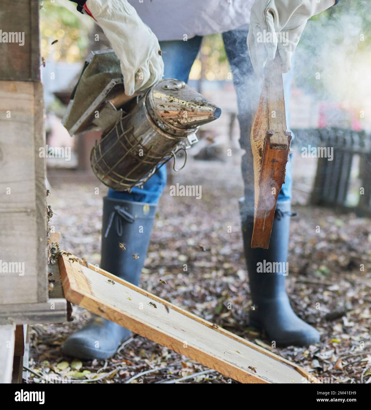 Mani, apicoltura e fumatore presso la fattoria di api per fumare api. Sicurezza, apicoltore e lavoratore, dipendente o persona in tuta con attrezzatura per rilassarsi e. Foto Stock