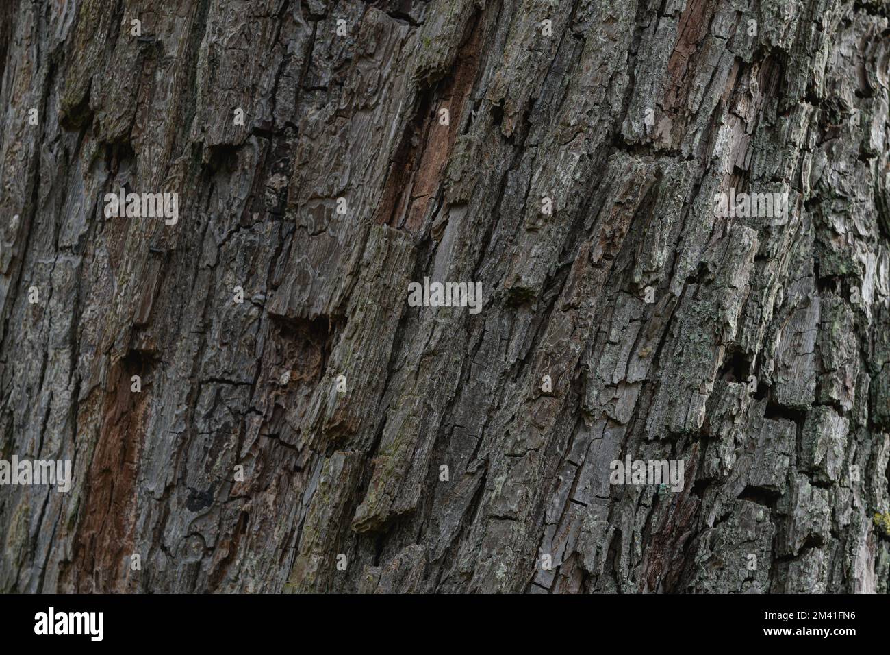 Frammento di tessitura del legno - Taxodium distichum. Primo piano diagonale Foto Stock