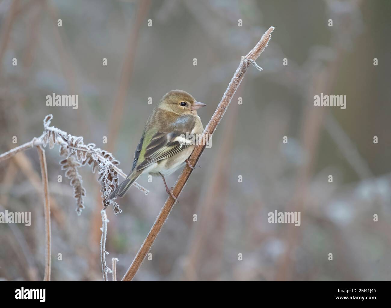 Chaffinch femmina, Coelebs Fringilla, su bastone gelido, Dumfries, Scozia Foto Stock