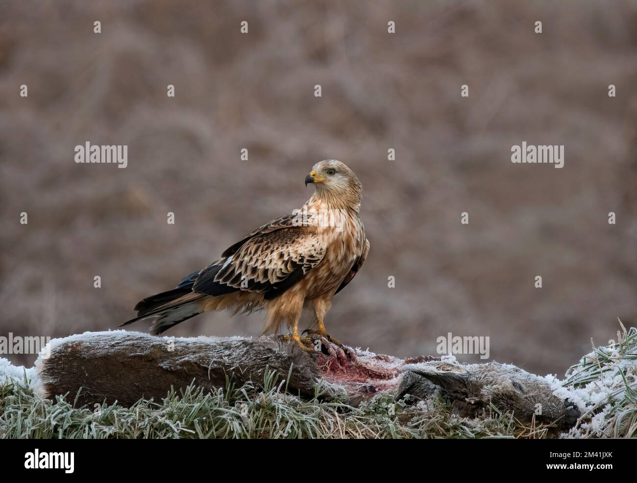 Capriolo rosso giovanile, Milvus milvus, sulla carcassa di cervo congelata in inverno, in Scozia Foto Stock