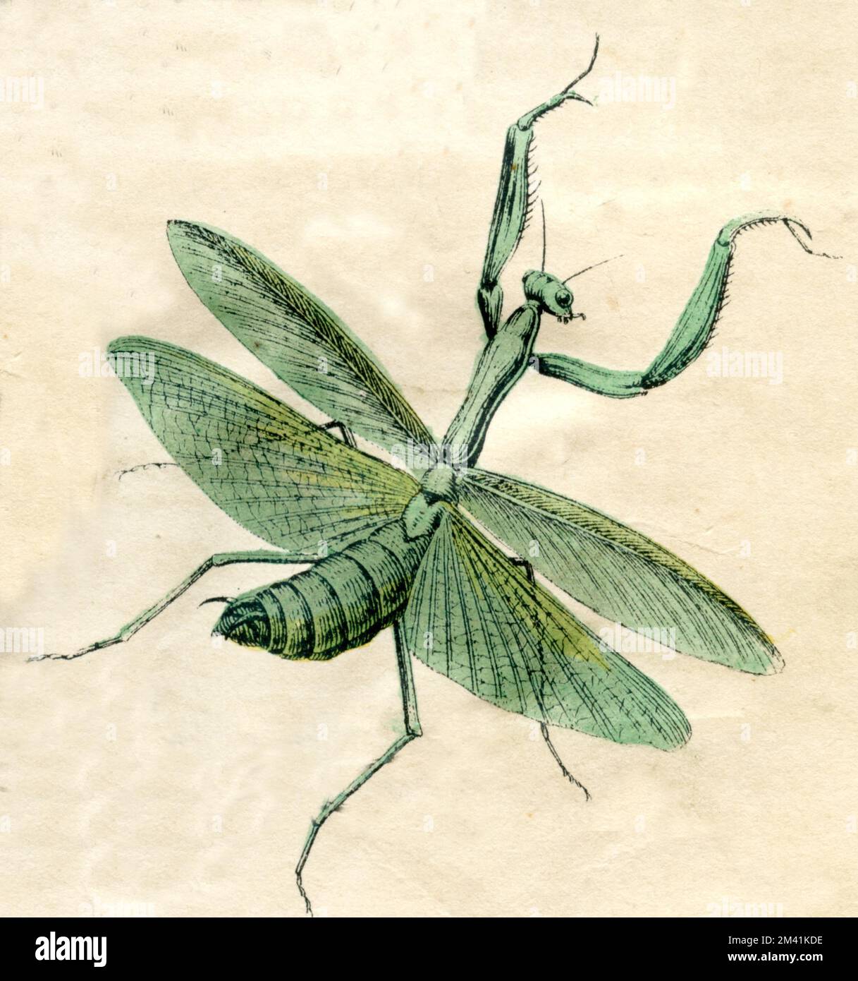 Mantis in preghiera Mantis religiosa, (libro di storia naturale, 1861), Gottesanbeterin Foto Stock