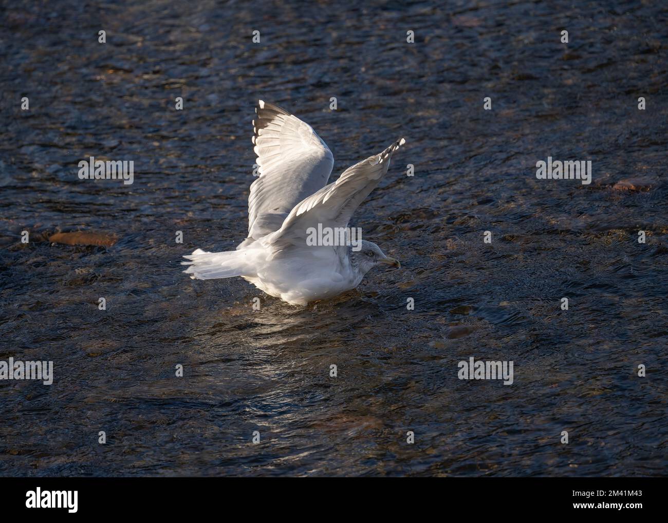 Aringa di gabbiano (Larus argentatus), immatura sul fiume Nith, Dumfries in condizioni di ghiaccio. Dumfries, SW Scozia Foto Stock