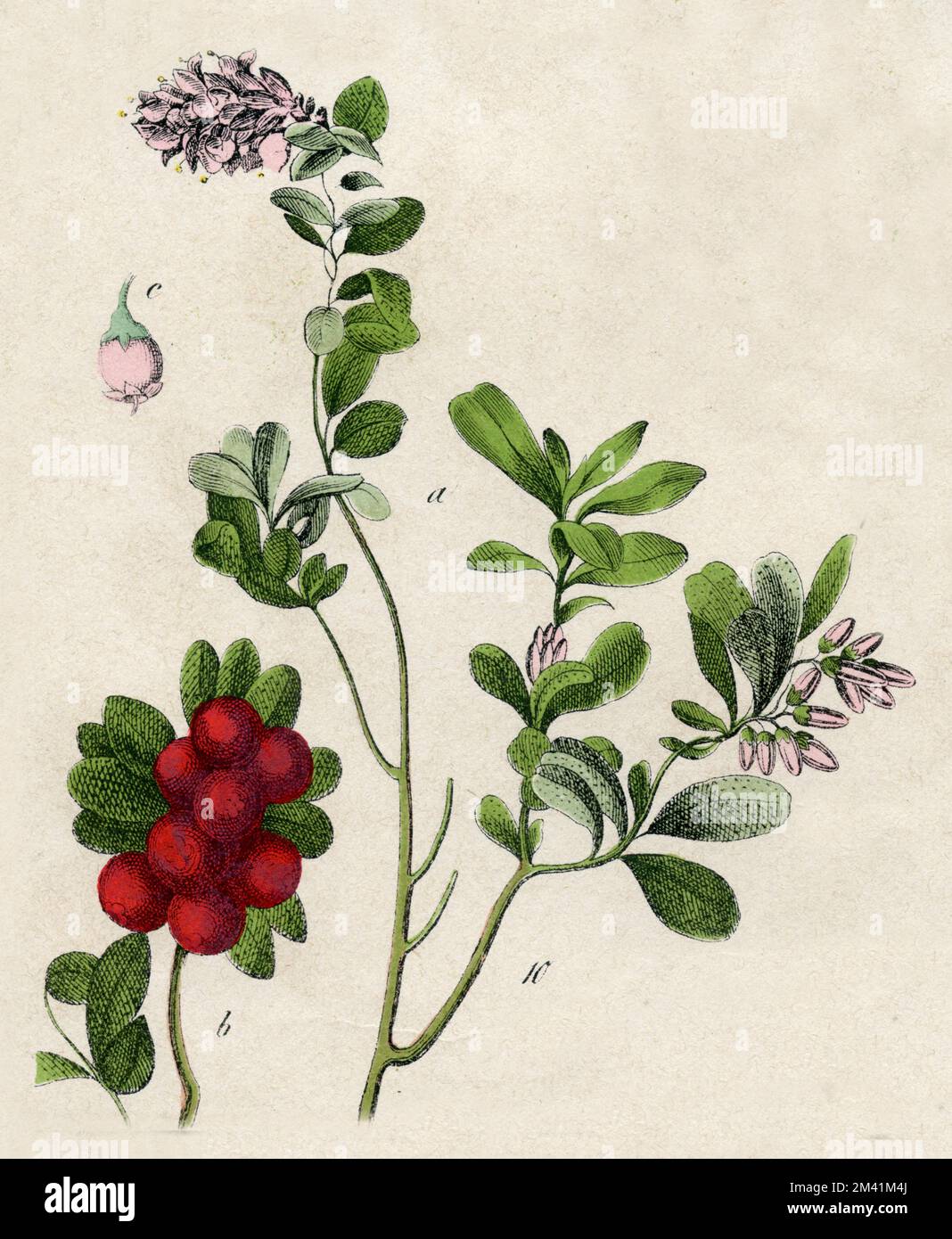Mirtilli rossi, mirtilli rossi, Vaccinium vitis-idaea Vaccinium vitis idaea, (libro di botanica, 1879), Preiselbeere Foto Stock