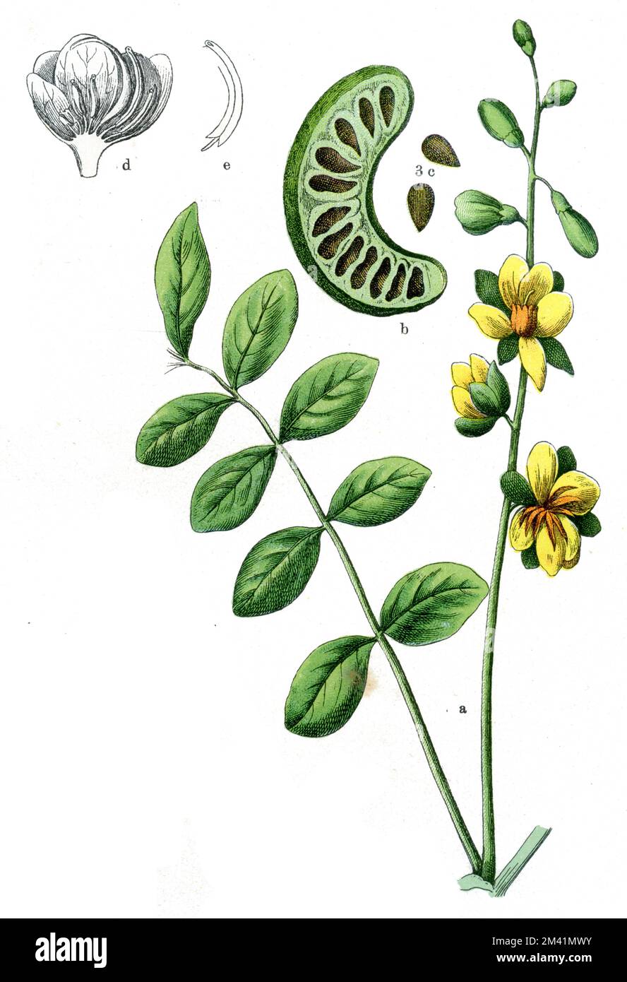 Senna obtufolia Senna obtufolia, (libro di botanica, 1909), Sennesblätterstrauch Foto Stock