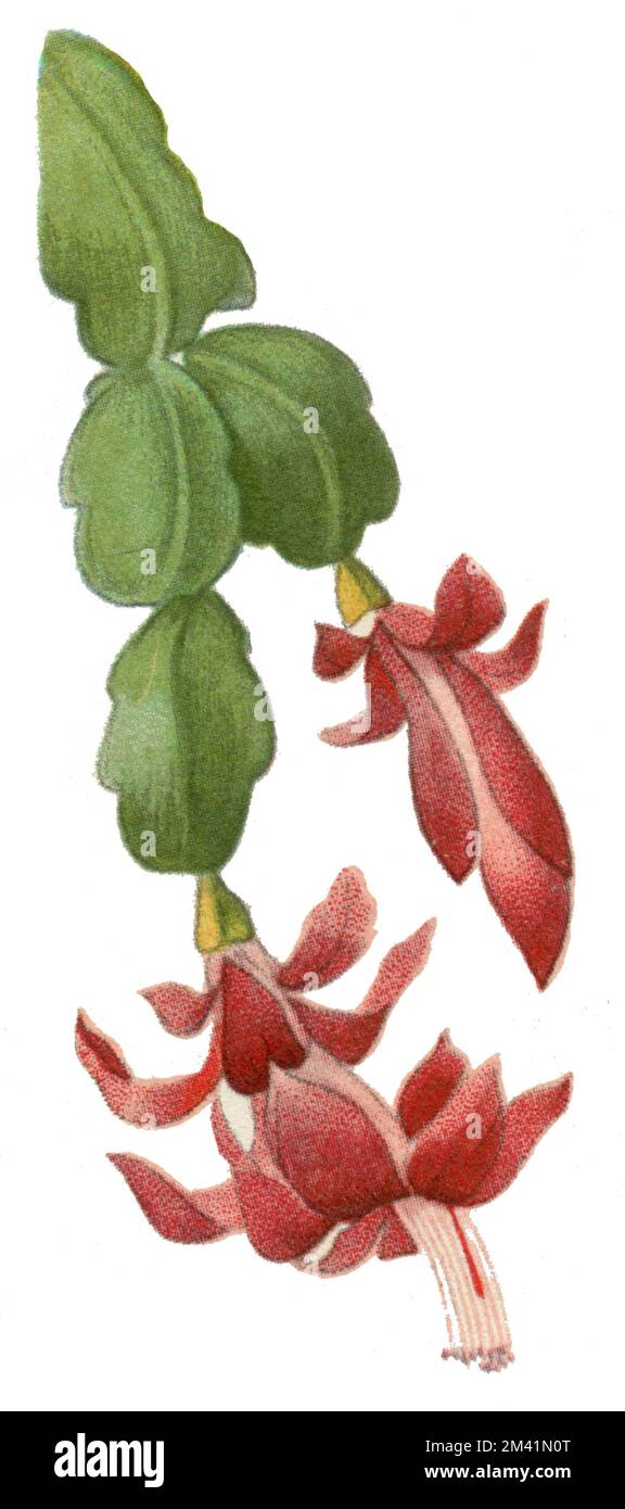 Schlumbergera truncata Schlumbergera truncata, Petersen, Carl Olof (1881-1931) (libro di botanica, 1927), Weihnachtskaktus Foto Stock