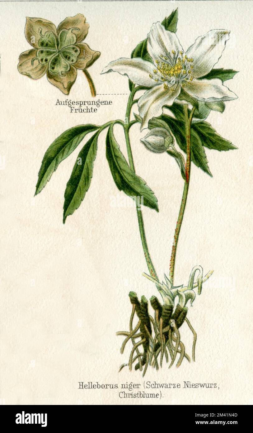 Hellebore nero Helleborus niger, (enciclopedia, ca. 1910), Christrose Foto Stock