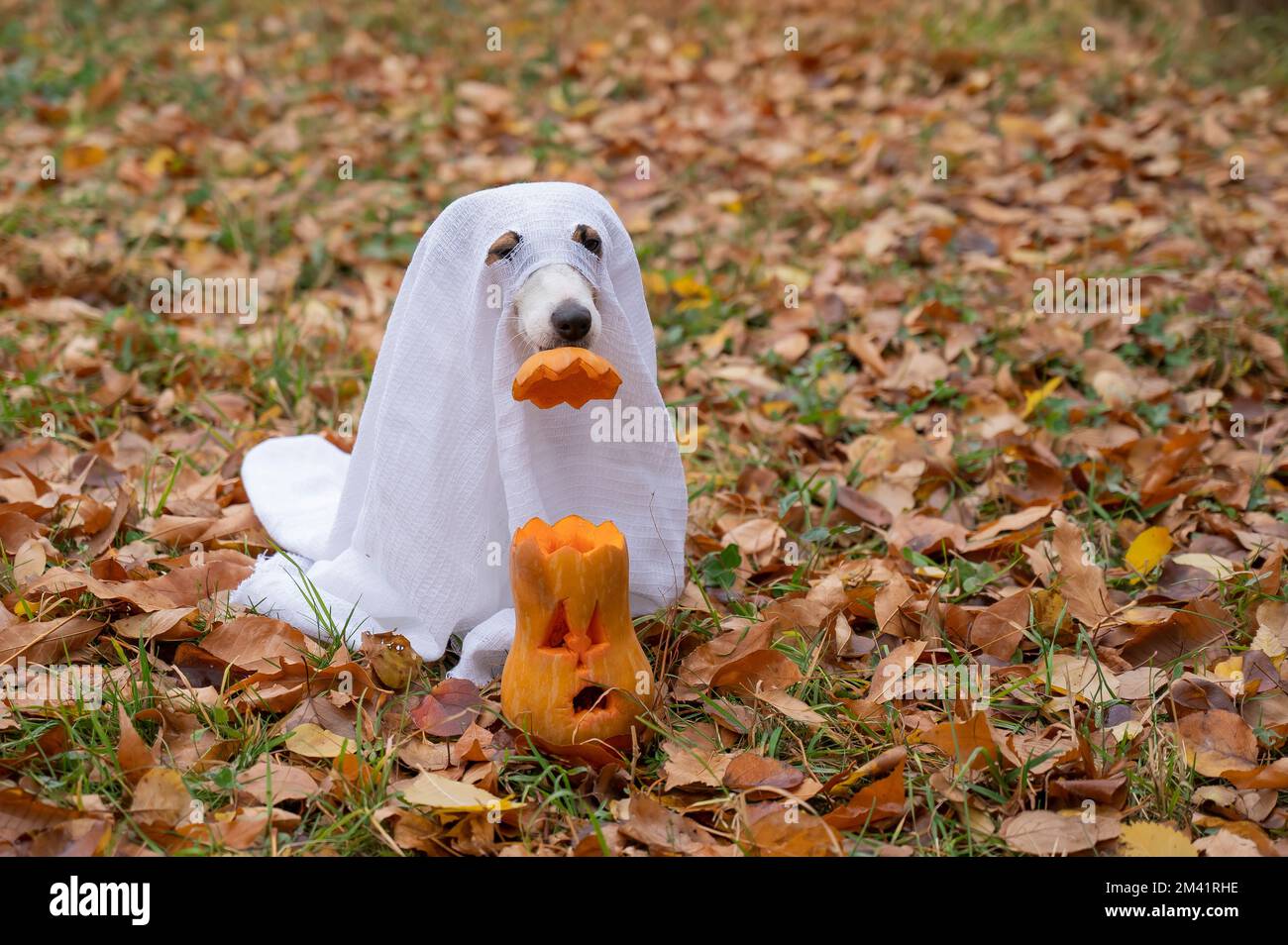 Jack Russell Terrier cane in un costume fantasma mette un cappello di zucca su un jack-o-lanterna nella foresta autunnale. Foto Stock