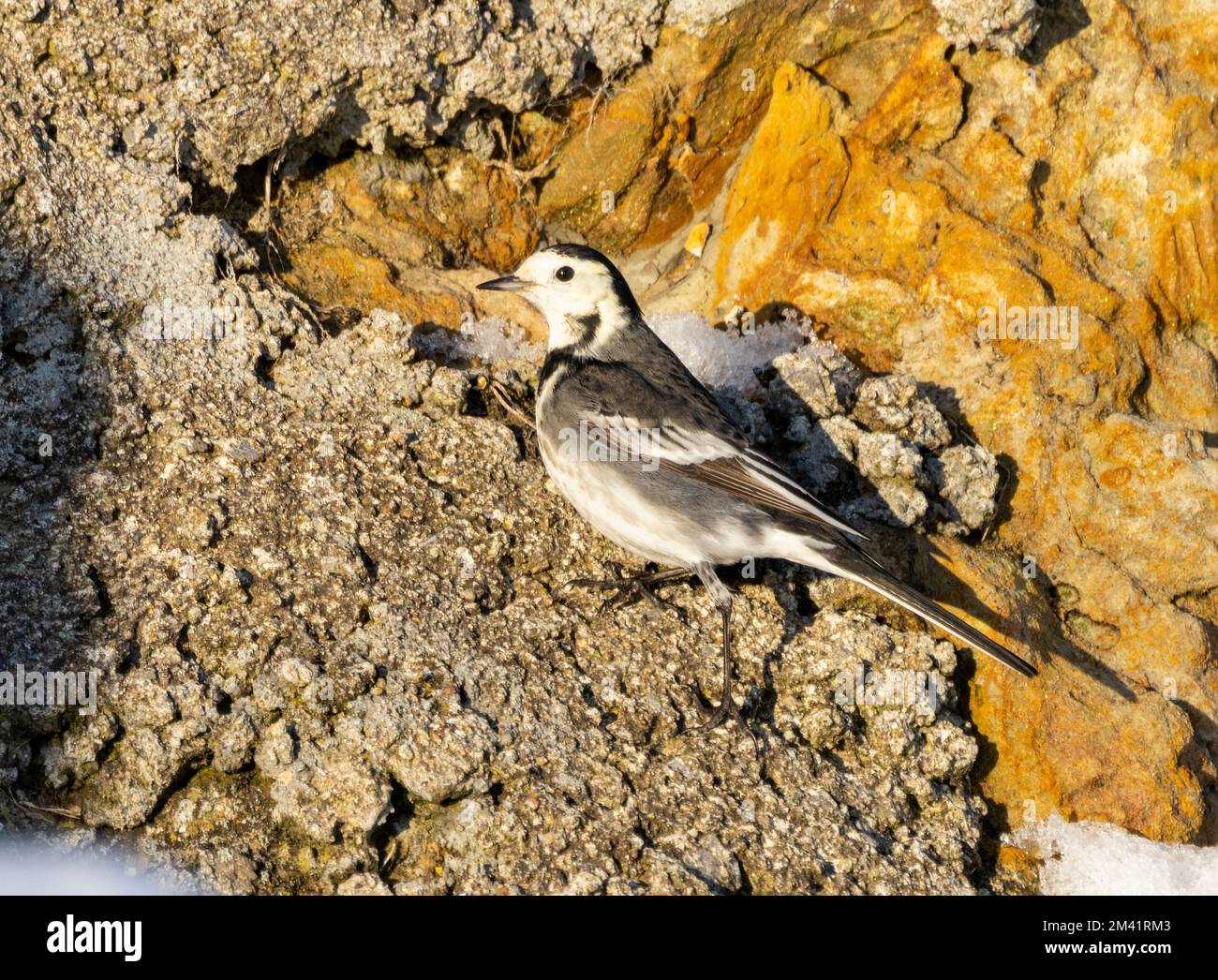 Il pied o Wagtail bianco è trovato spesso vicino all'acqua. Si tratta di uccelli attivi che si mogano costantemente le loro code mentre camminano in cerca di cibo invertebrato Foto Stock