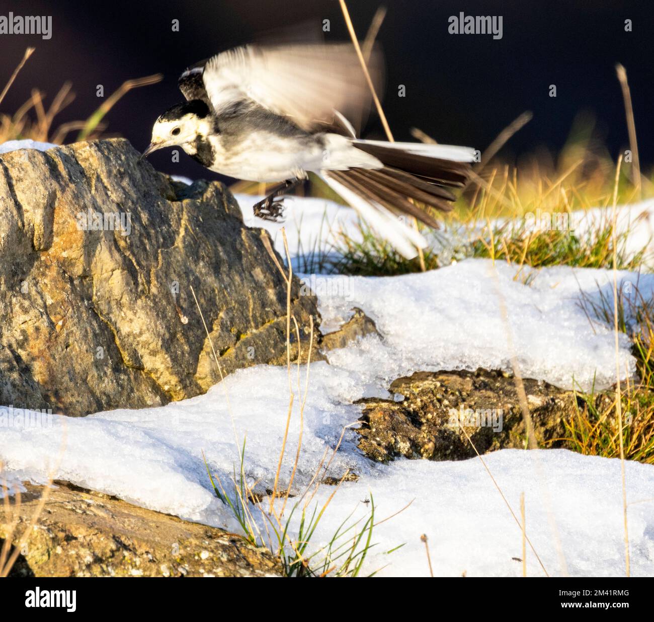 Il pied Wagtail si trova spesso vicino all'acqua. Si tratta di uccelli attivi che si mogano costantemente le loro code mentre camminano in cerca di cibo invertebrato. Foto Stock