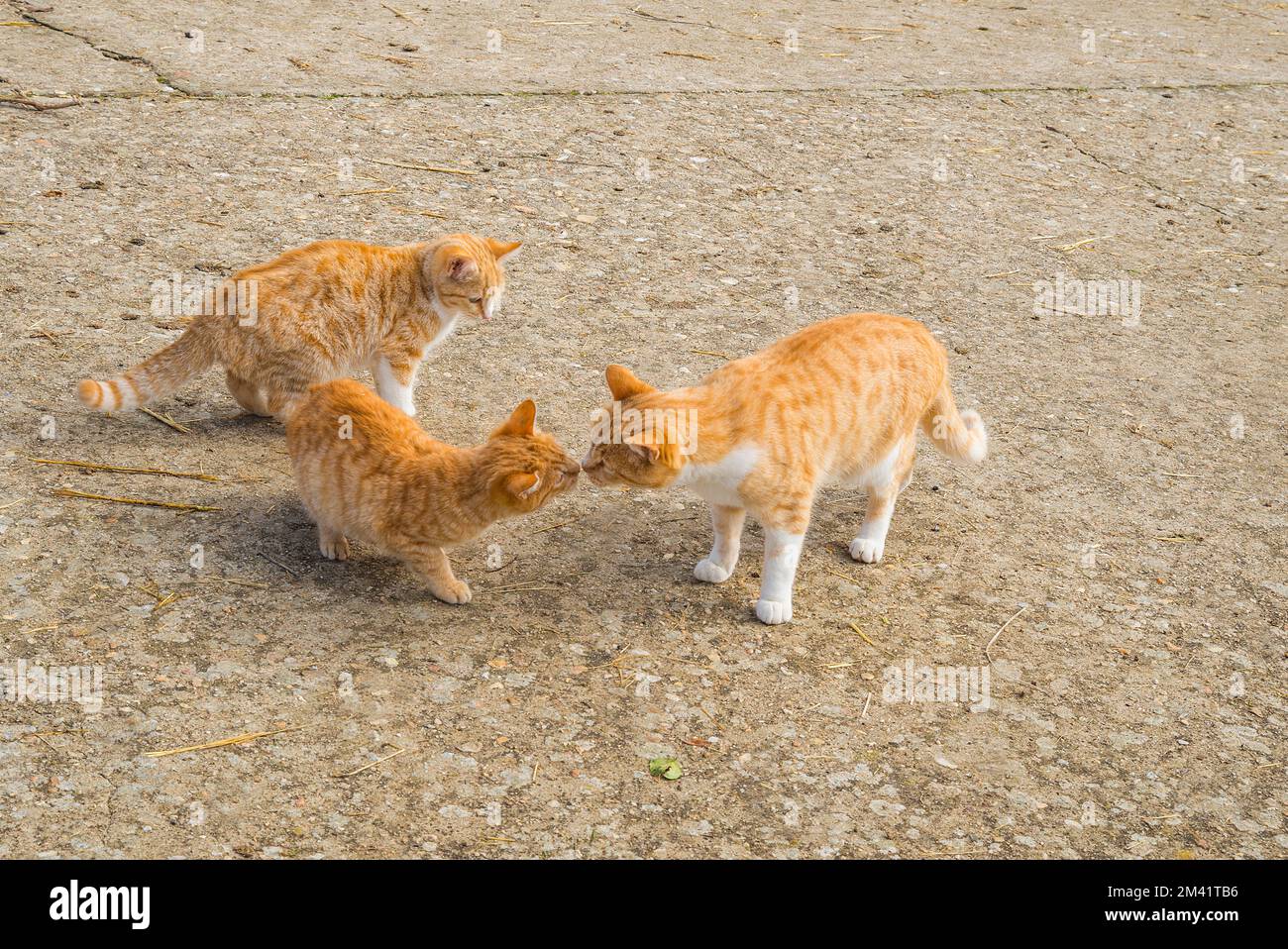 Gatto femminile e i suoi gattini. Foto Stock