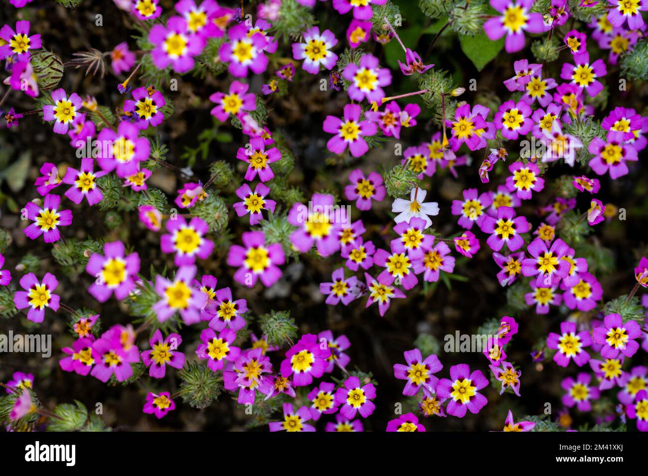 Trifoglio rosa con i Centri gialli immagine di copertina in Sequoia Foto Stock