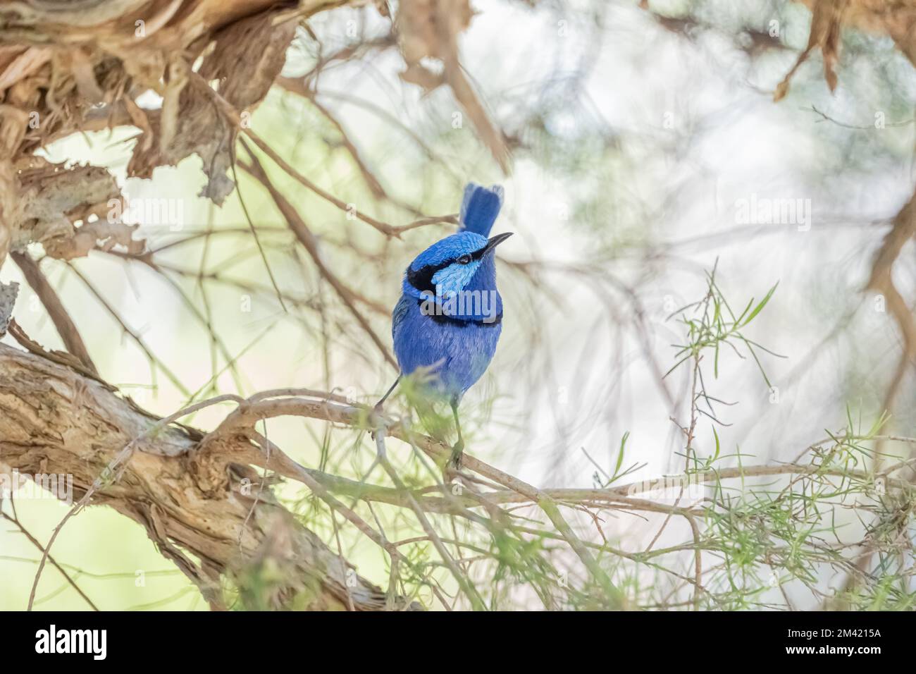 Splendid Fairy Wren è in piedi splendidamente su un ramo, Perth, Australia Occidentale Foto Stock