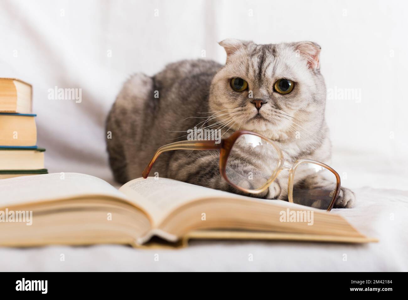 Pila di libri, bicchieri e gatto scozzese Foto Stock