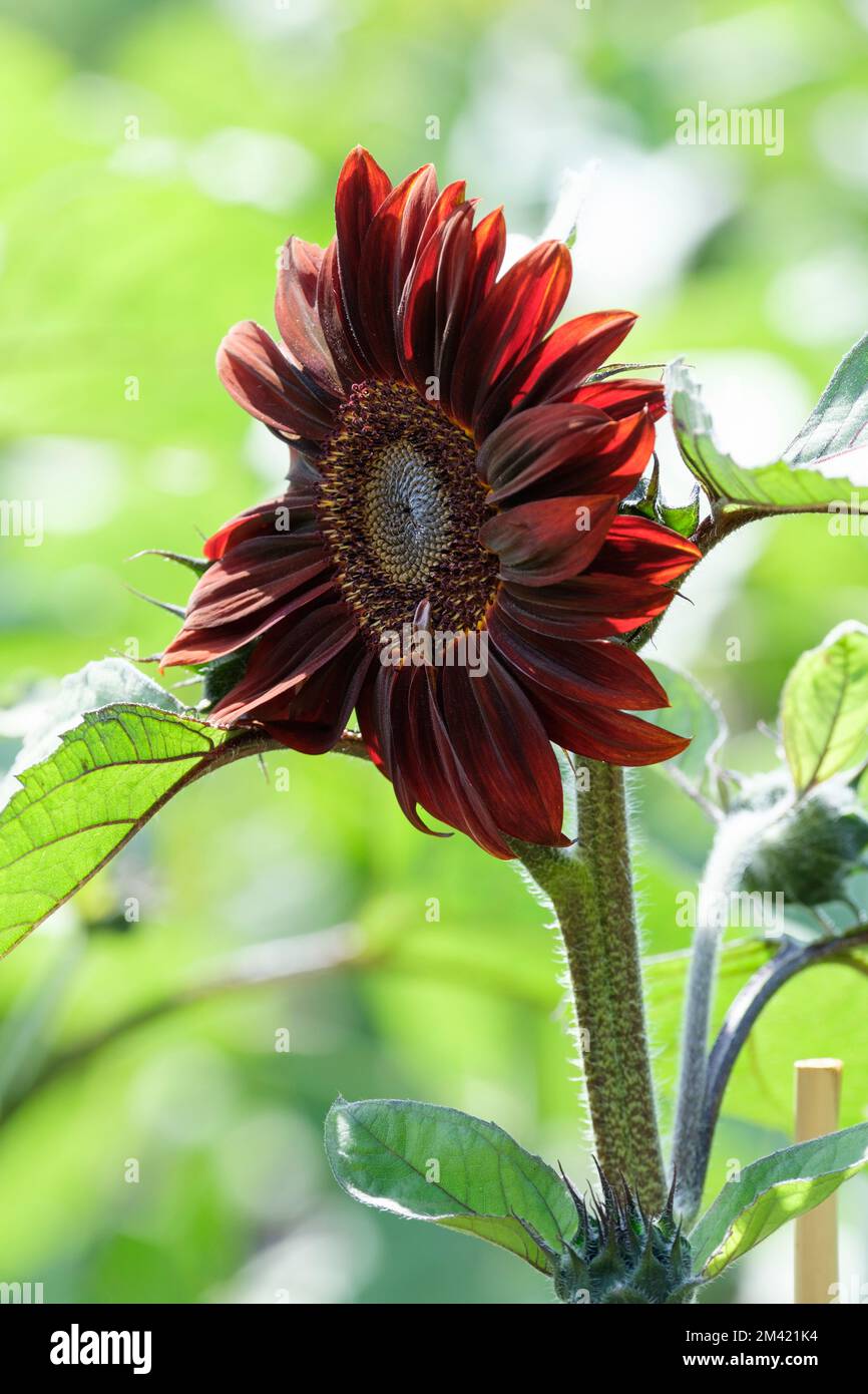 Helianthus annuus Sole Rosso, girasole Sole Rosso, fiori rossi scuri con centri marrone scuro. Foto Stock