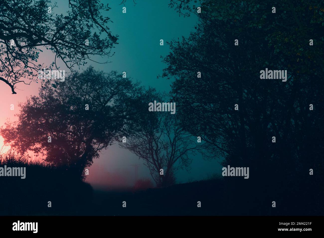 Alberi che si stagliano lungo una misteriosa strada di campagna. In una notte d'inverni con nebbia spoky Foto Stock