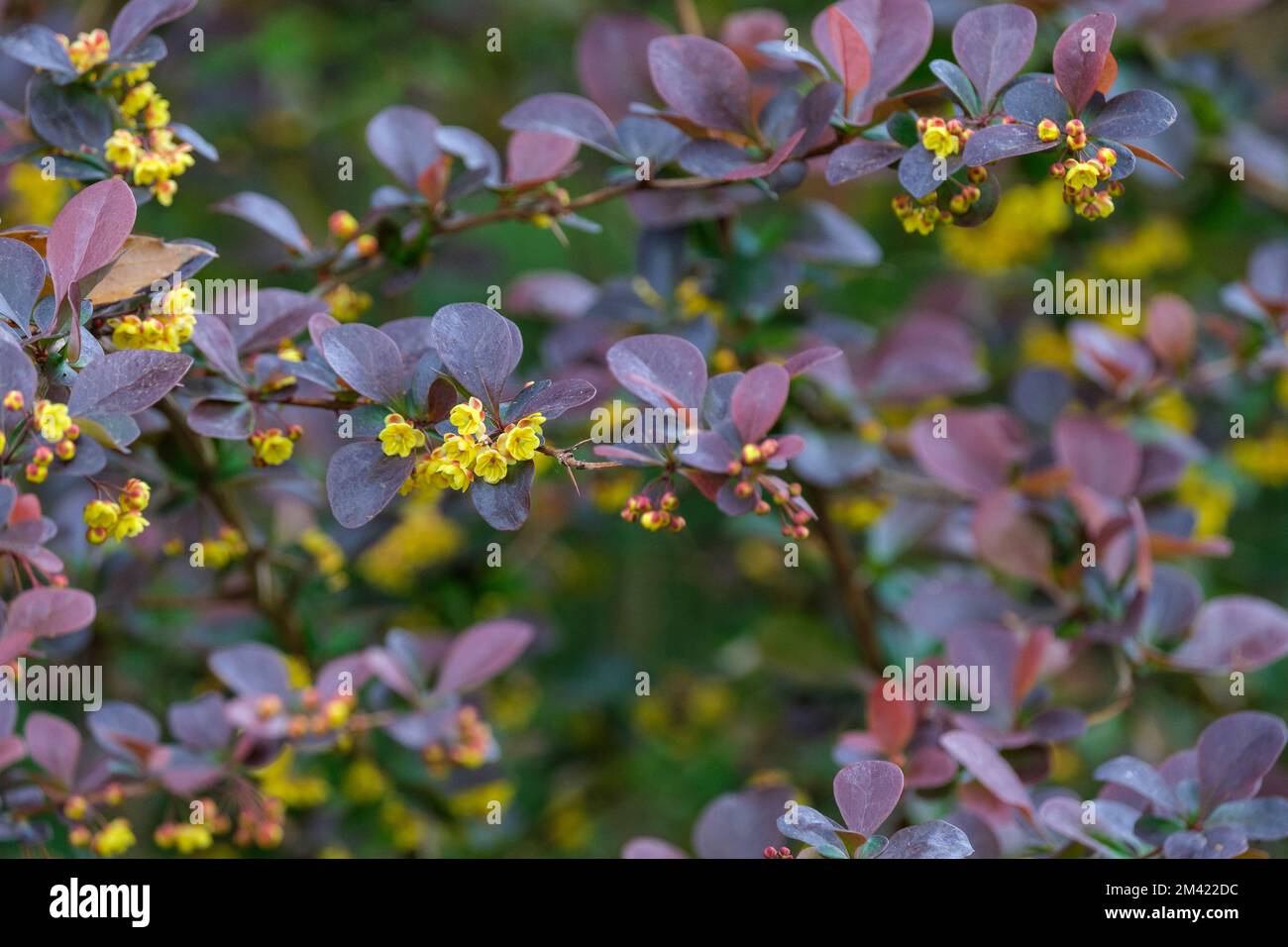 Berberis ottawensis purpurea Superba, Barberry Superba, Berberis thunbergii Atropurpurea Superba, arbusto deciduo foglie rosso-viola profondo, giallo flusso Foto Stock