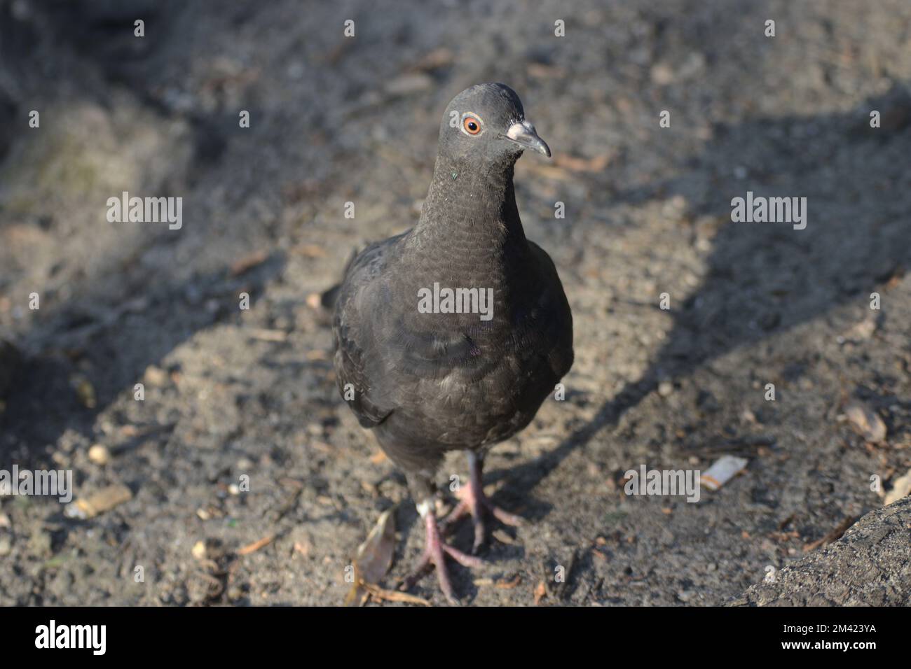 Un primo piano di un piccione nero nel parco Foto Stock