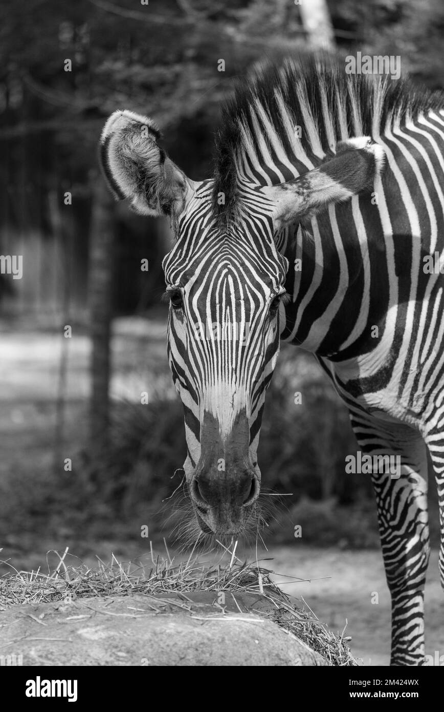 Uno scatto verticale in bianco e nero di una zebra a Mandai, Singapore Foto Stock