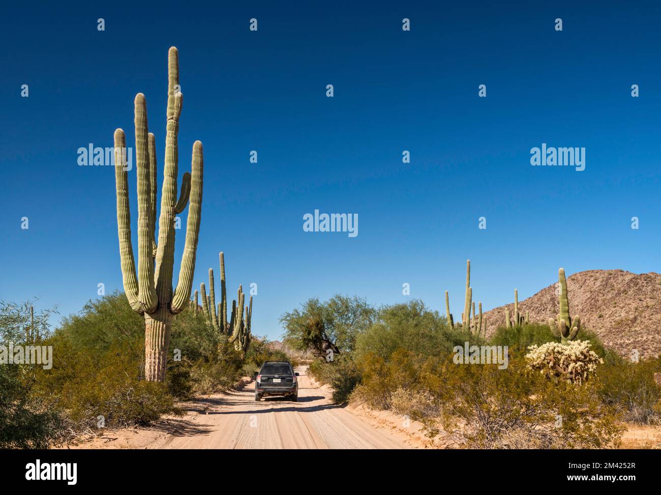 Saguaro gigante, SUV, San Cristobal Wash Area, El Camino del Diablo, Cabeza Prieta Natl Wildlife Refuge, Arizona, USA Foto Stock