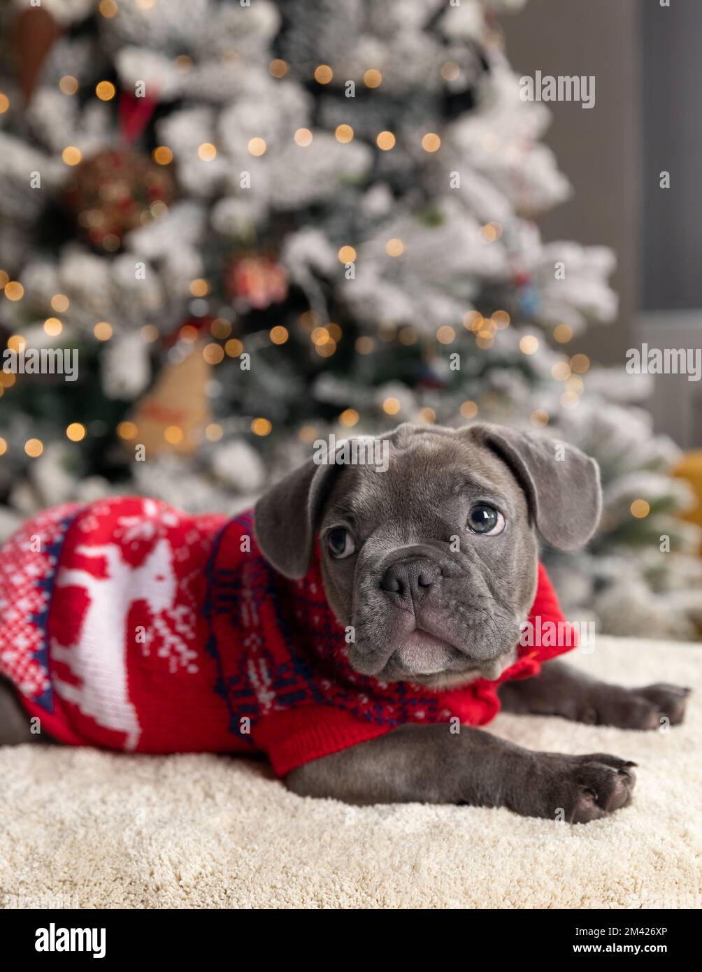 Cucciolo di bulldog francese che indossa un maglione di Natale rosso ai piedi dell'albero di Natale con luci di sfondo bokeh Foto Stock