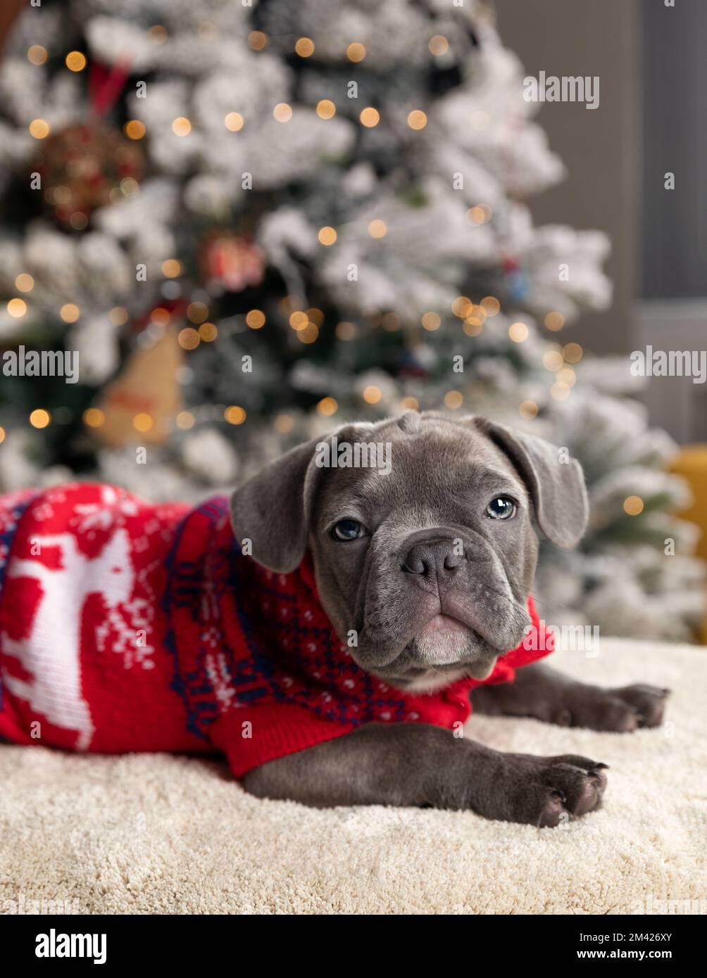Cucciolo di bulldog francese che indossa un maglione di Natale rosso ai piedi dell'albero di Natale con luci di sfondo bokeh Foto Stock