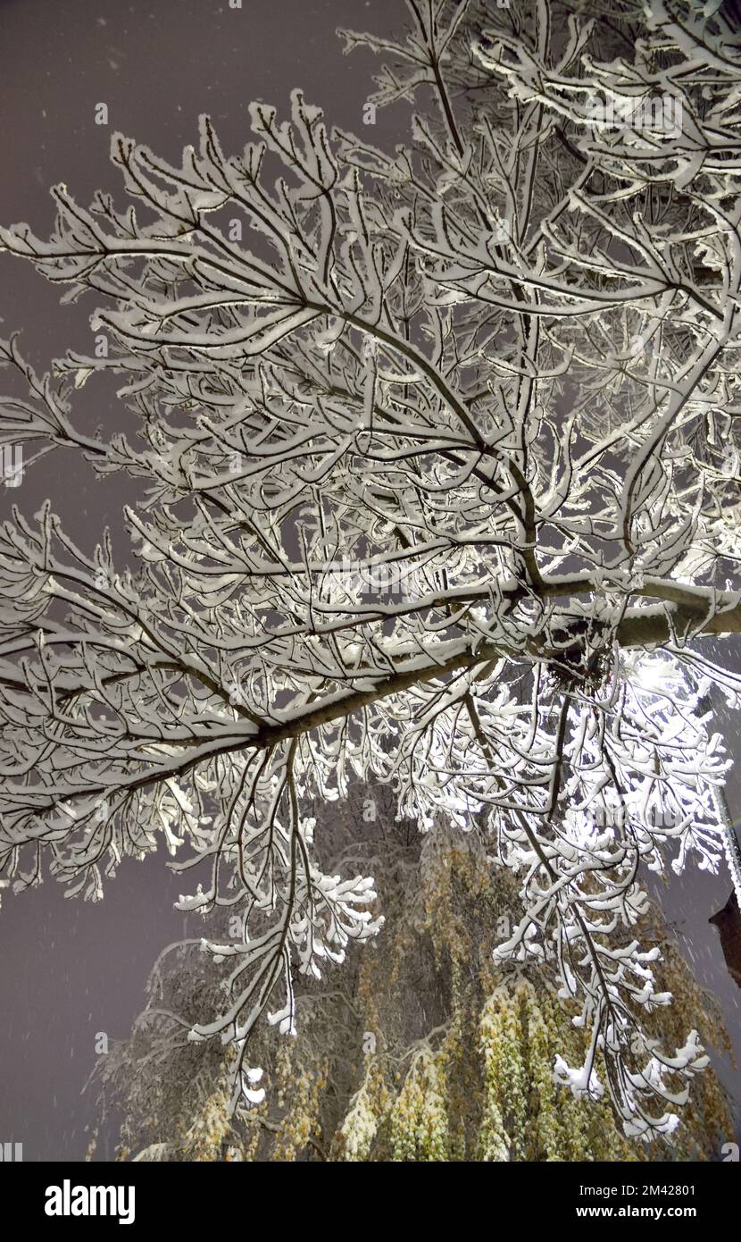 Alberi carichi di neve nella neve di Londra - 11th dicembre 2022 Foto Stock