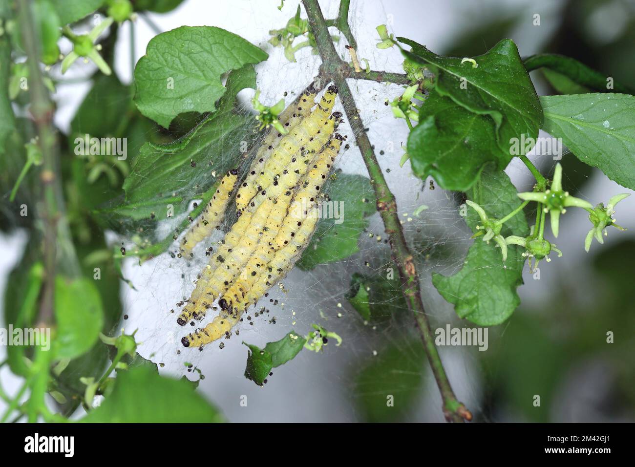 Gruppo di larve di erminio di ciliegio (Yponomeuta evonynella) pupate in rete comunale, bianca e strettamente impaccata su un tronco di albero e rami. Foto Stock