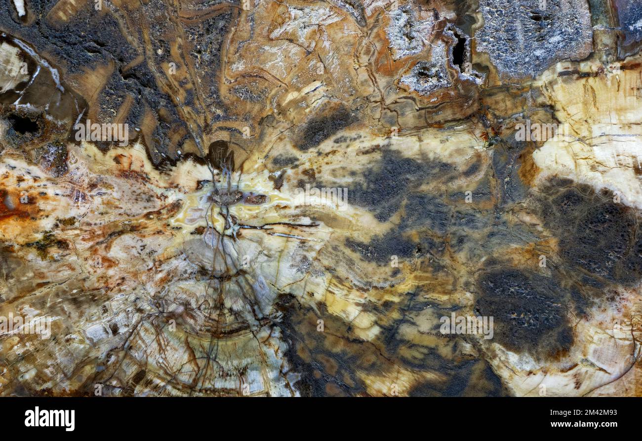 Sfondi e texture: Legno pietrificato, superficie di bella pietra decorativa, disegno astratto di crepe, macchie e macchie, sfondo naturale Foto Stock