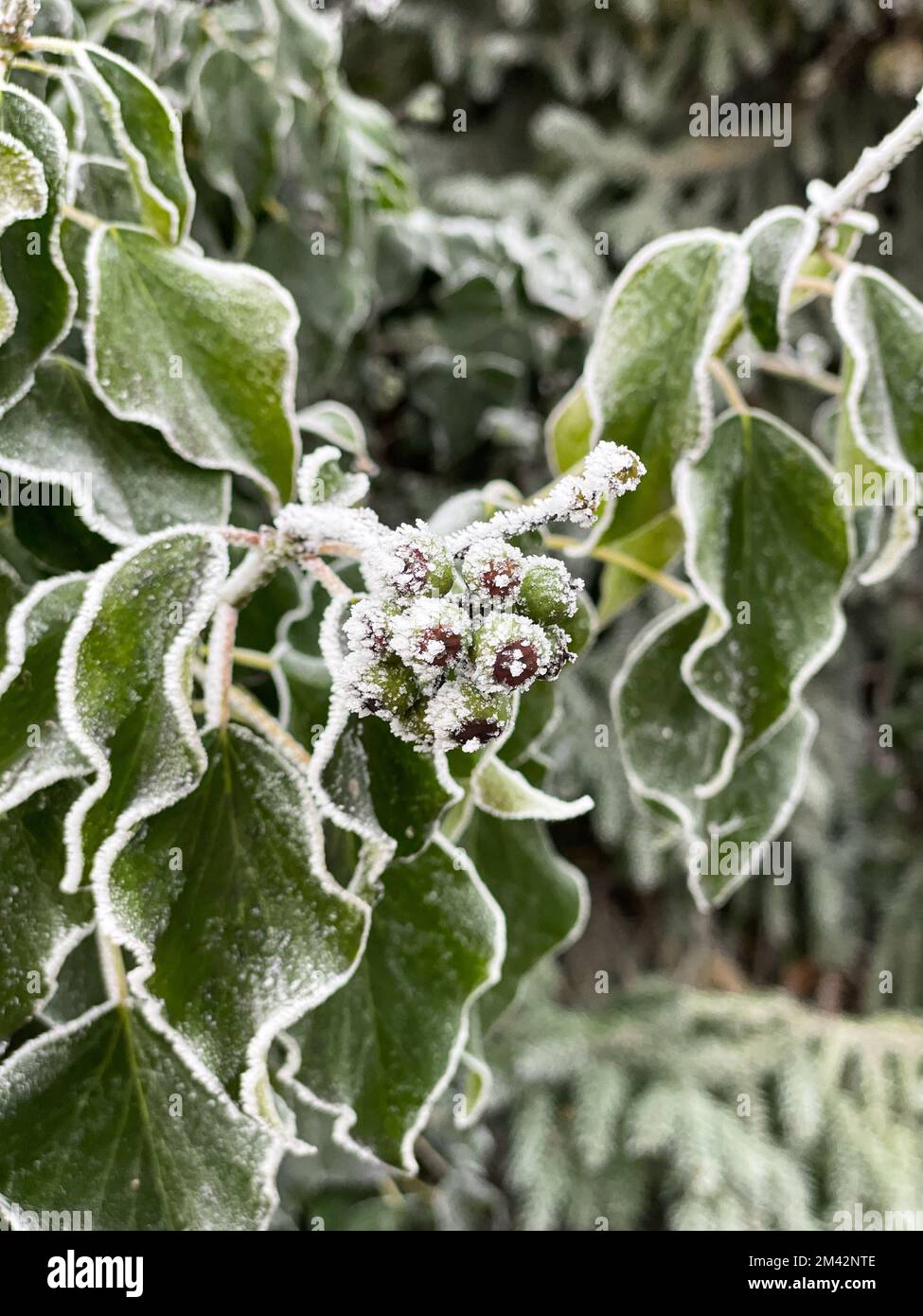 Hoarfrost copre le foglie verdi a forma di cuore e i grappoli di frutta di una vite di edera con cristalli di ghiaccio bianchi. Foto Stock