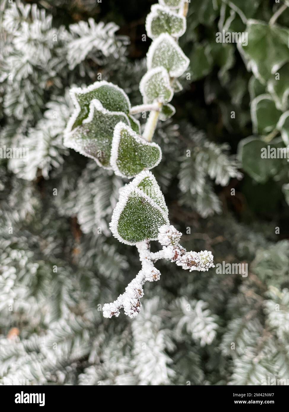 Hoarfrost forma un bordo cristallino bianco intorno alle foglie verdi a forma di cuore di una vite di edera. Foto Stock