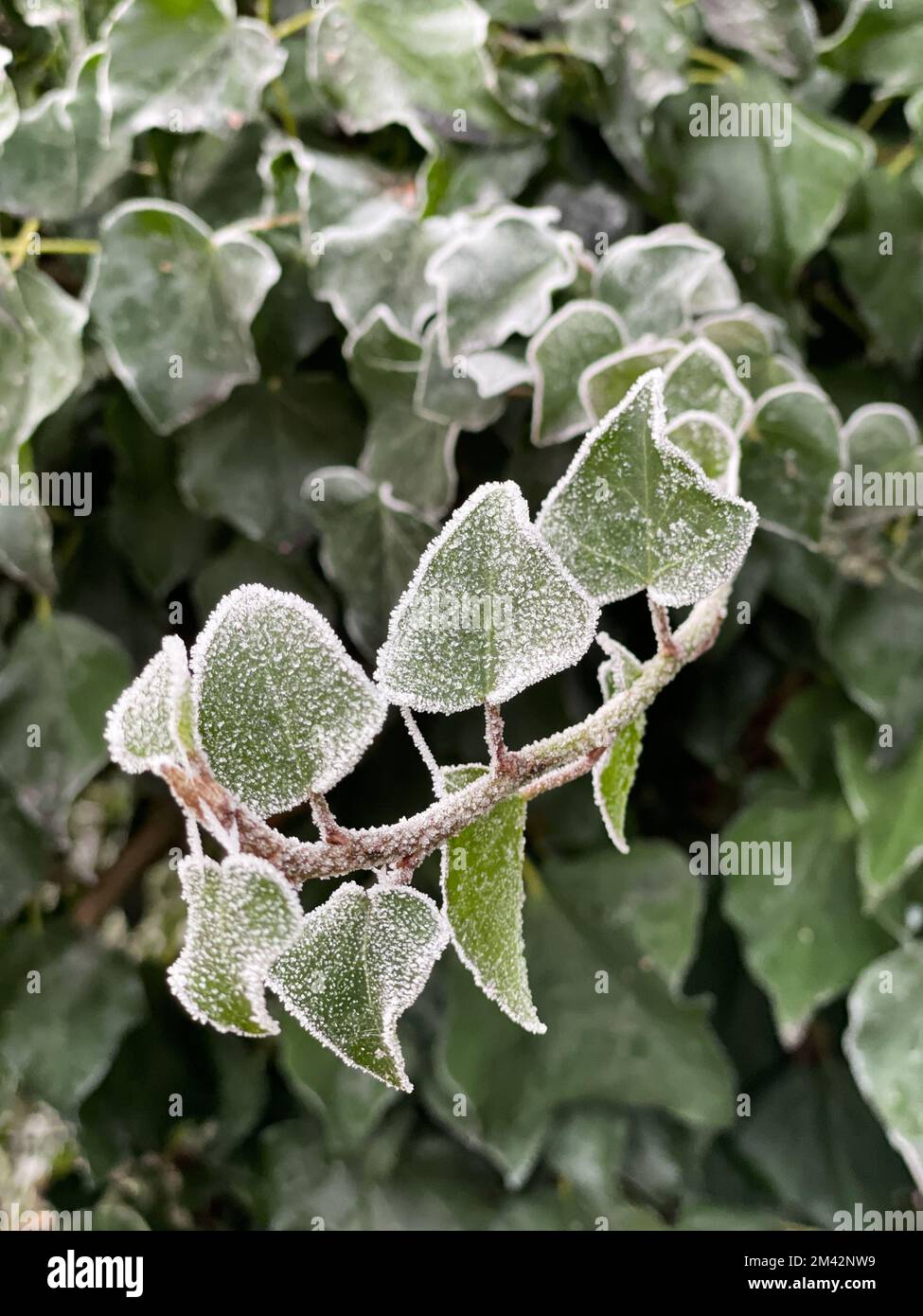 Hoarfrost forma un bordo cristallino bianco intorno alle foglie verdi a forma di cuore di una vite di edera. Foto Stock
