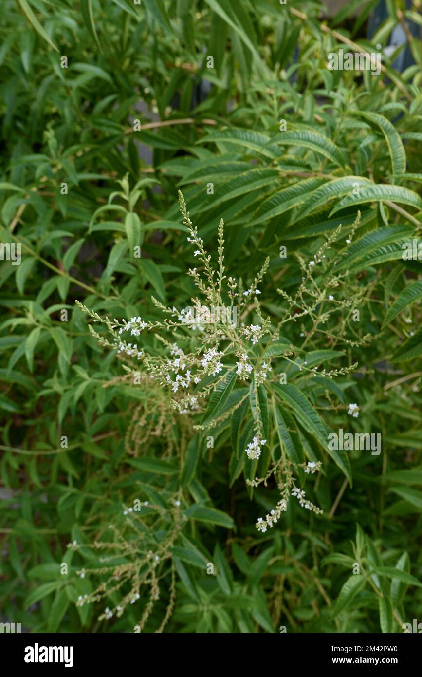 Primo piano della filiale di Lippia citriodora Foto Stock