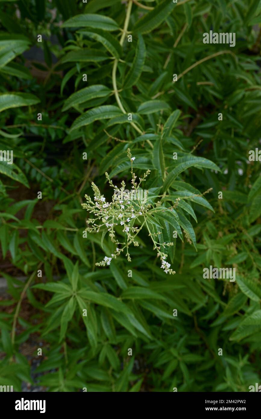 Primo piano della filiale di Lippia citriodora Foto Stock