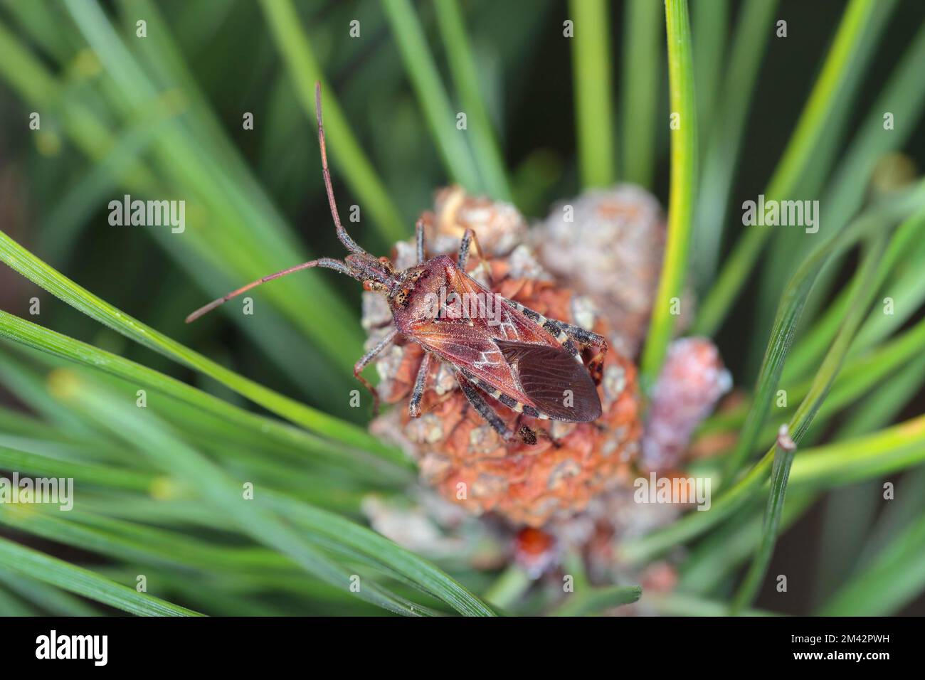 Bug del seme di conifere occidentale adulto, Leptoglossus occidentalis. Foto Stock