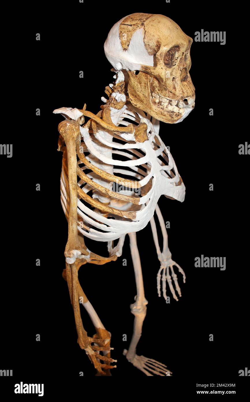 Australopithecus sediba Foto Stock