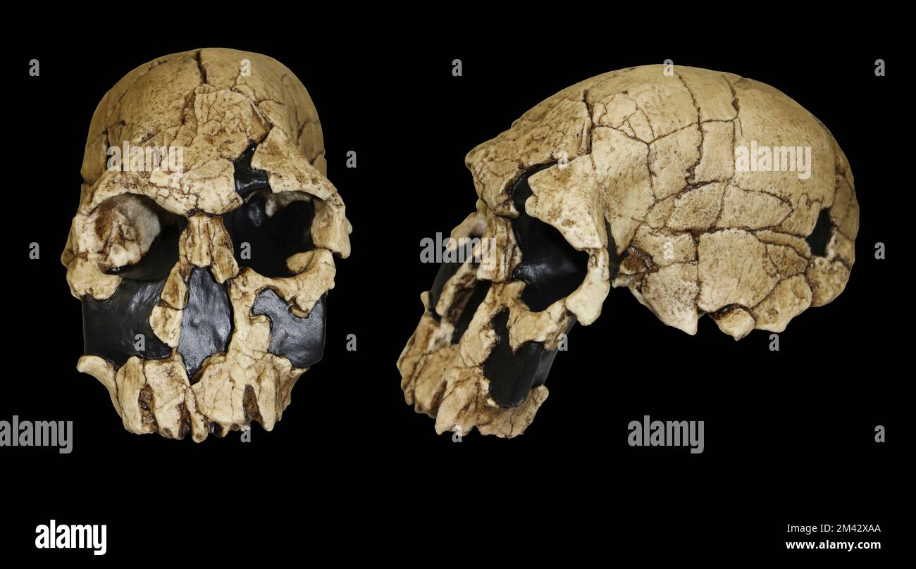 Homo rudolfensis confronto tra i lati anteriori Foto Stock